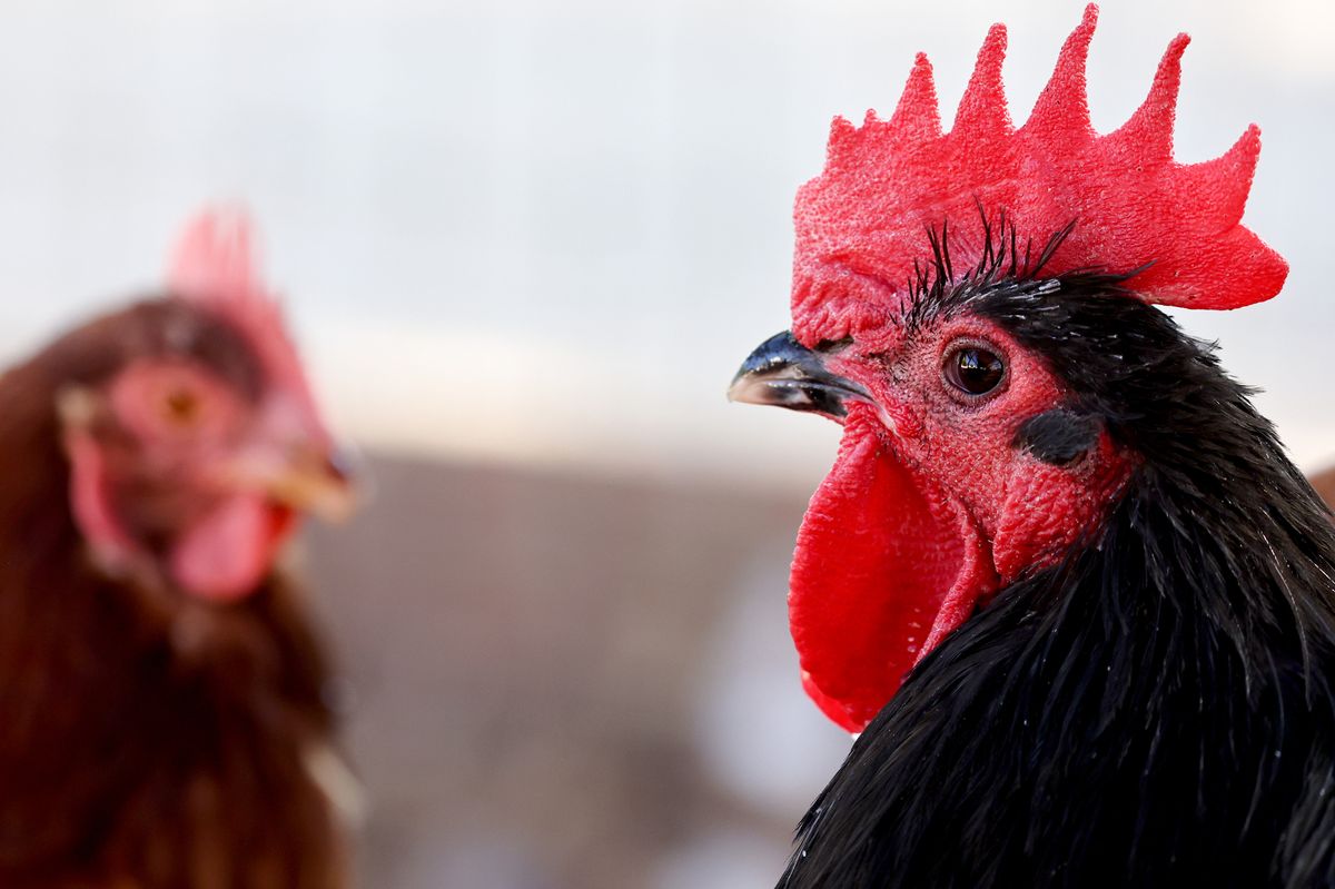 The site could now house 150,000 birds