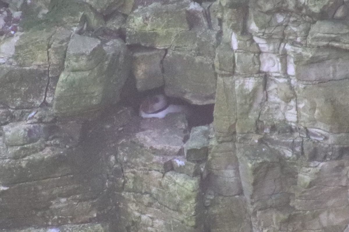 First Puffin spotted back in Yorkshire.