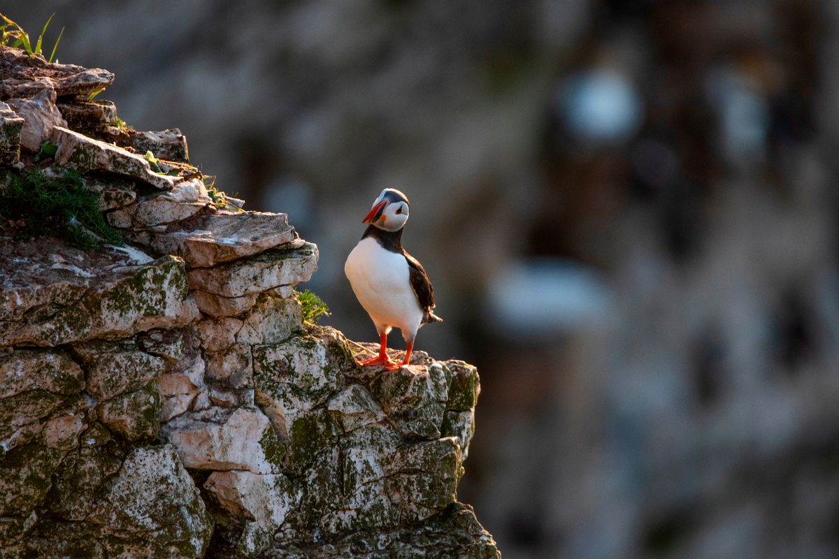 RSPB Bempton Cliffs is home to the UK’s largest mainland seabird colony.