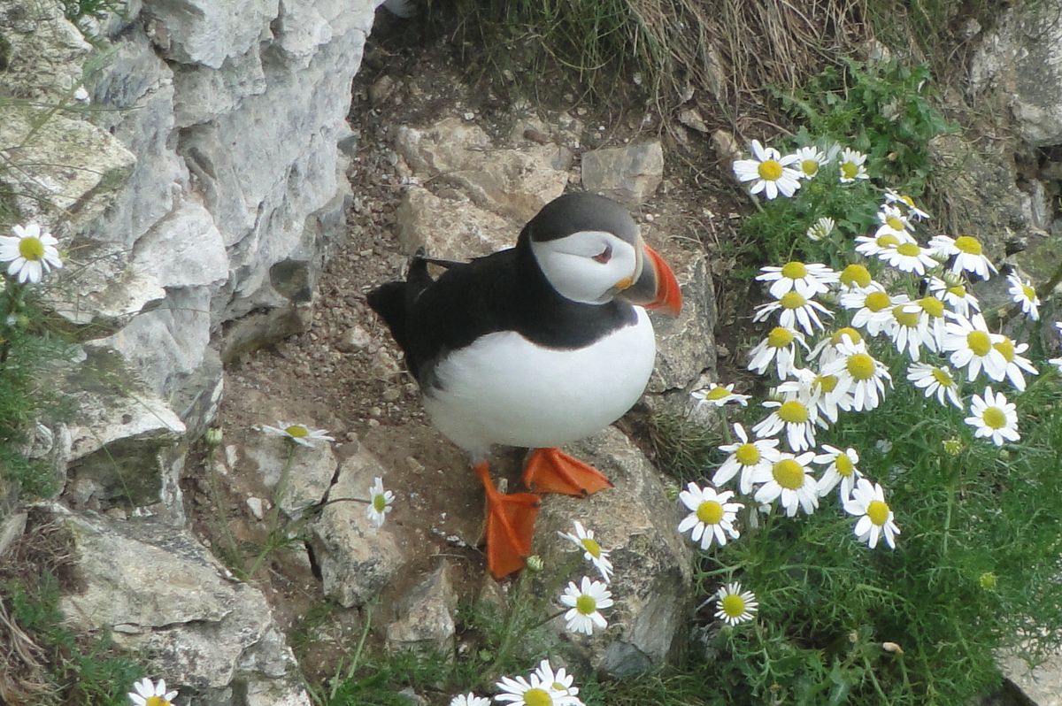 East Yorkshire's puffins can be 'cheeky little monkeys'