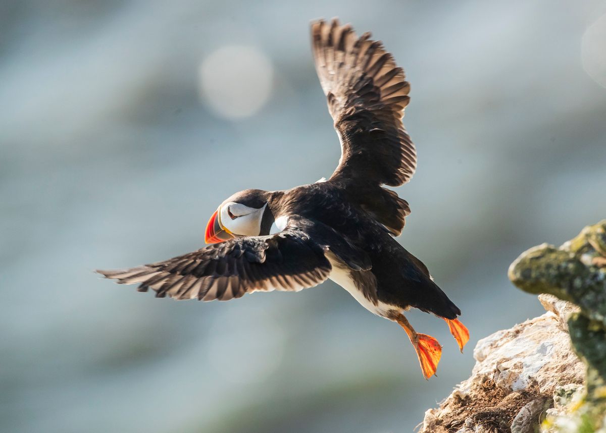 A puffin takes flight at RSPB Bempton Cliffs