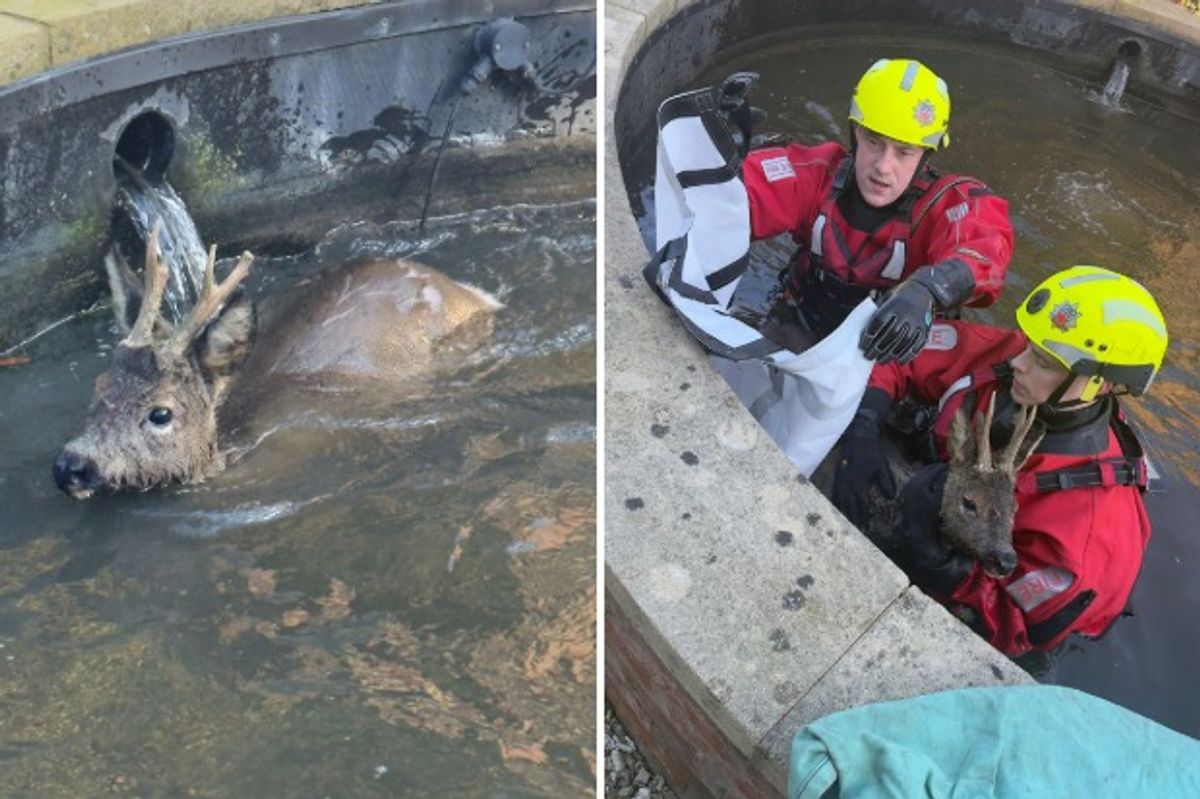 A wild deer trapped in a pond at Willerby was rescued by firefighters from Humberside Fire and Rescue Service 