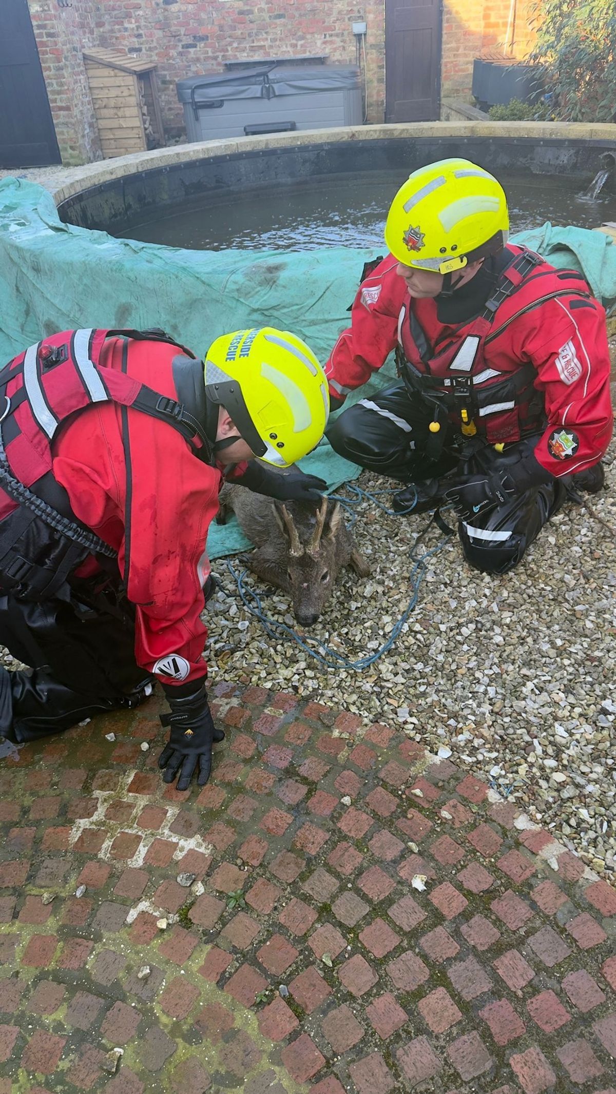 Back on dry land ... deer rescued from pond