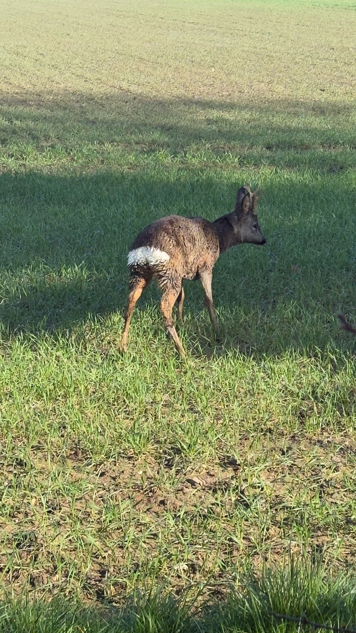 ... and back to the wild - rescued deer is released