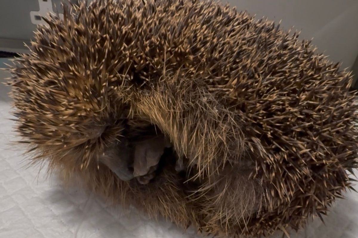 Dave the hedgehog who was found severely underweight in Sproatley, East Yorkshire