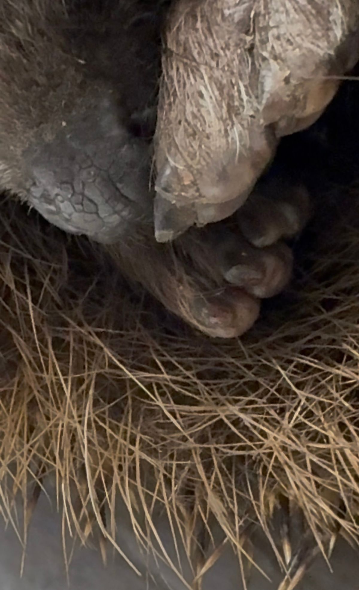 It is thought Dave wore down his claws trying to dig his way out of a concrete floored garage