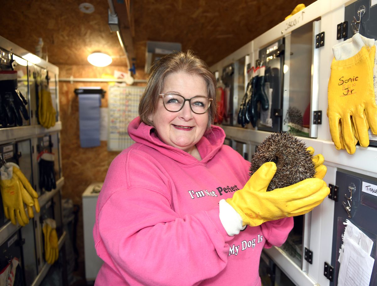 Lucy Felgate-Baumberg with Tiddles at Lucky Hedgehog Rescue CIC