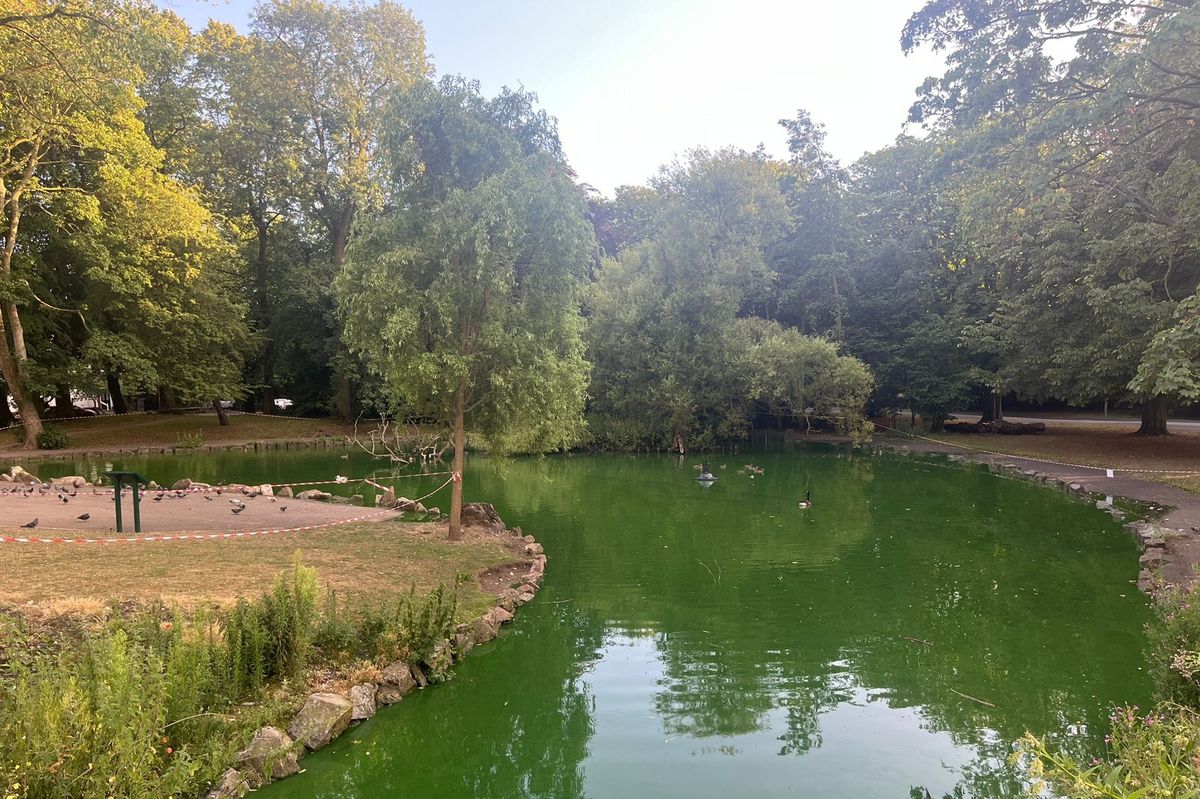 The pond at Pearson Park, pictured in 2025