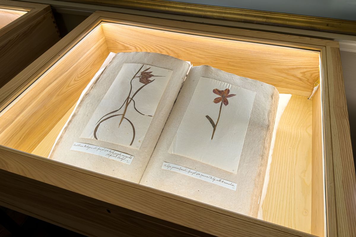 Herbarium display cabinets at Burton Constable Hall