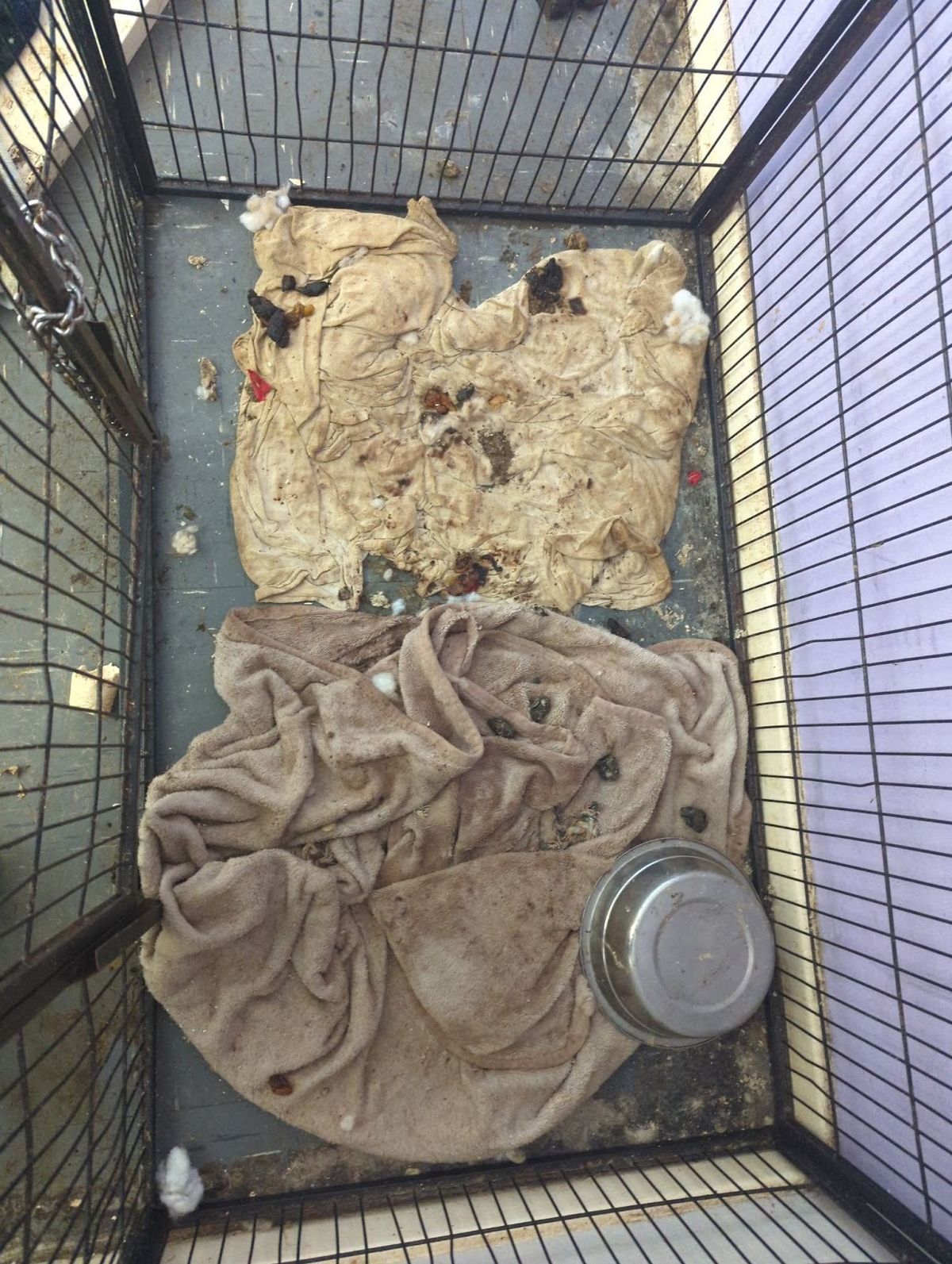 The dog eventually died from a heart attack due to 'severe emaciation'