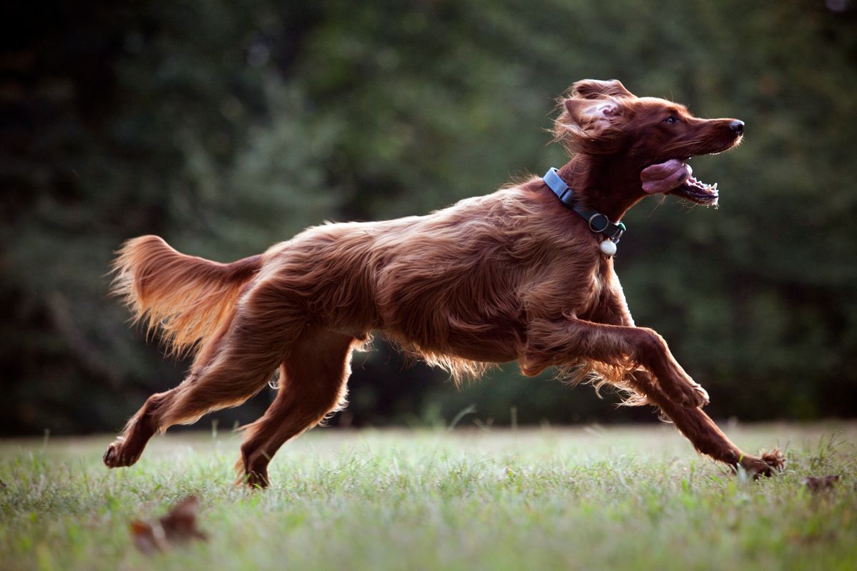 Make your dog happy with a break from the routine this Easter
