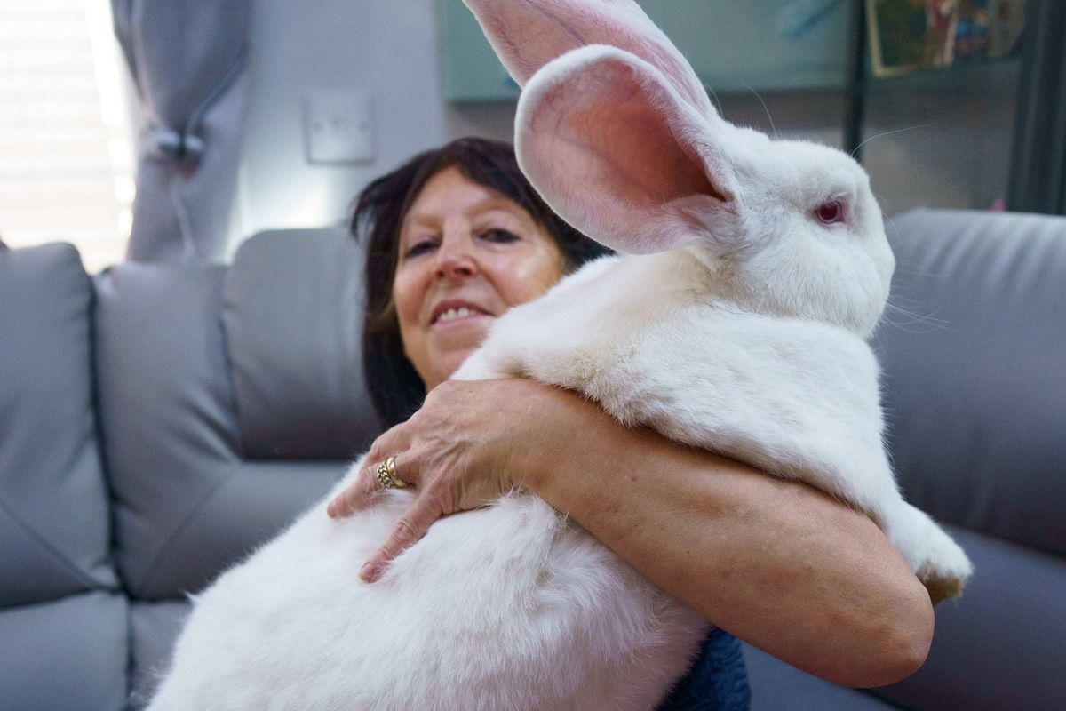 An individual is seated on a couch while embracing a notably large white rabbit, with a content expression on their face.