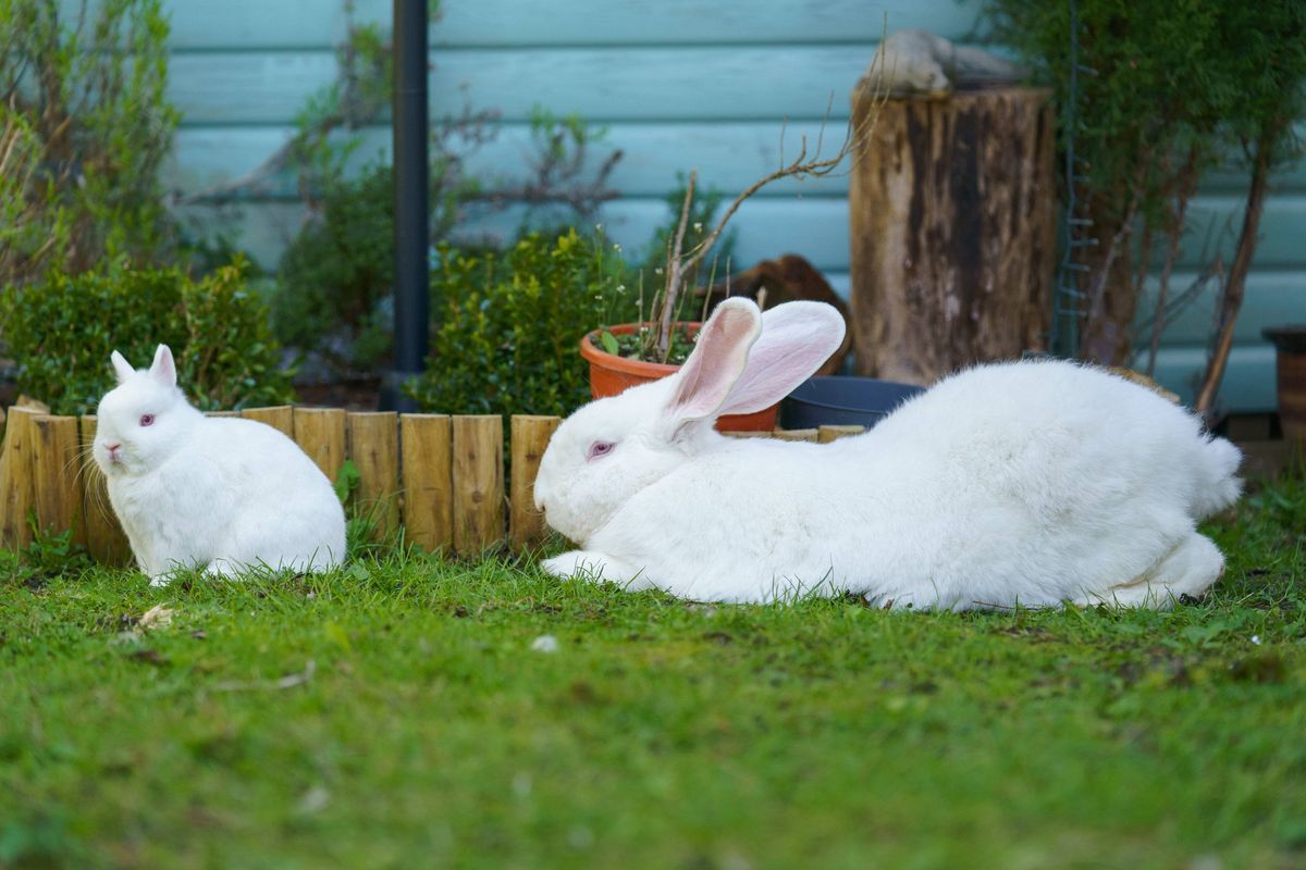 Two white rabbits are resting on a patch of green grass. In the background, a wooden fence and a blue structure are visible, suggesting a residential area. One rabbit appears to be eating a carrot, while the other is lying down, both appearing calm and content.