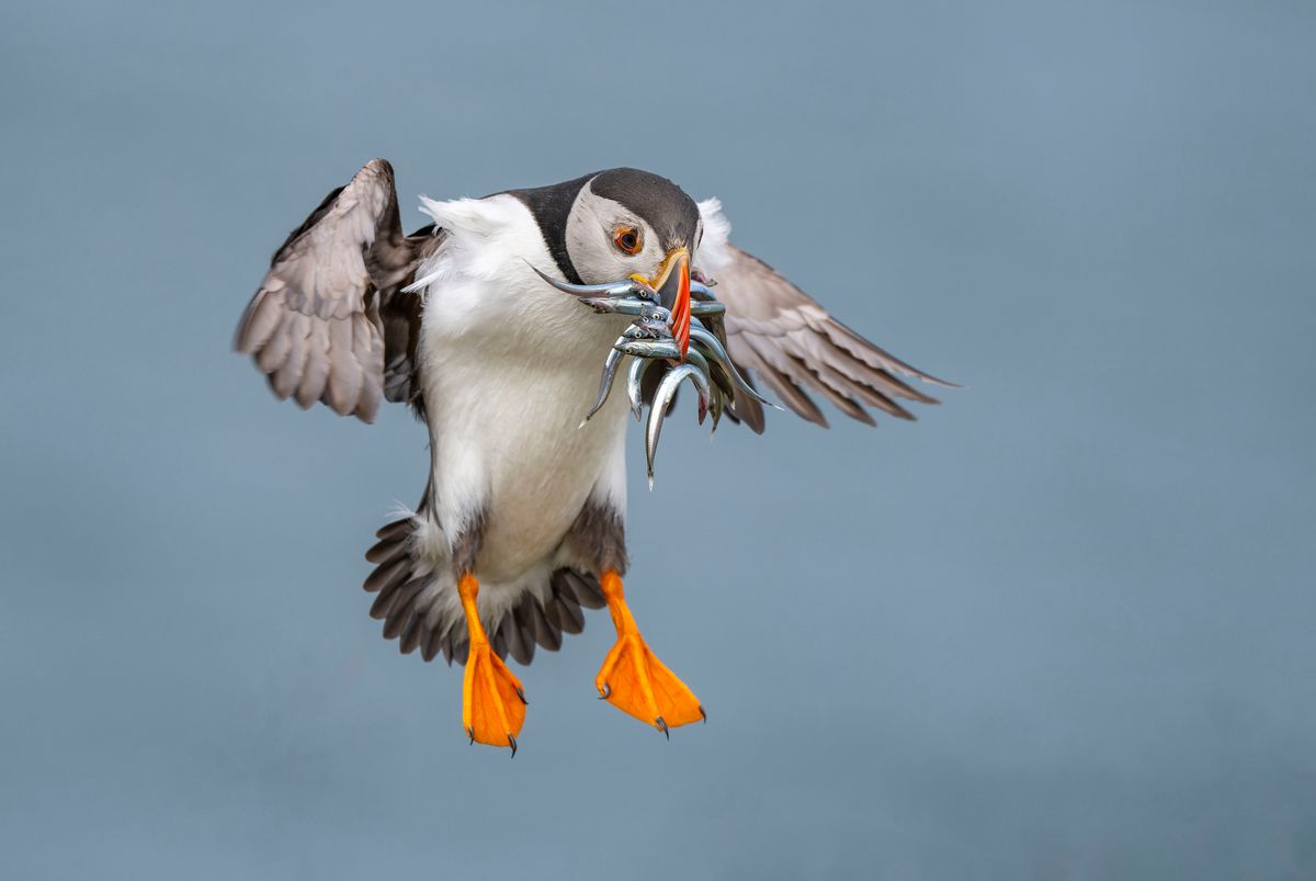 Atlantic puffin Fratercula arctica, adult landing with sandeels in its beak, Scotland, June