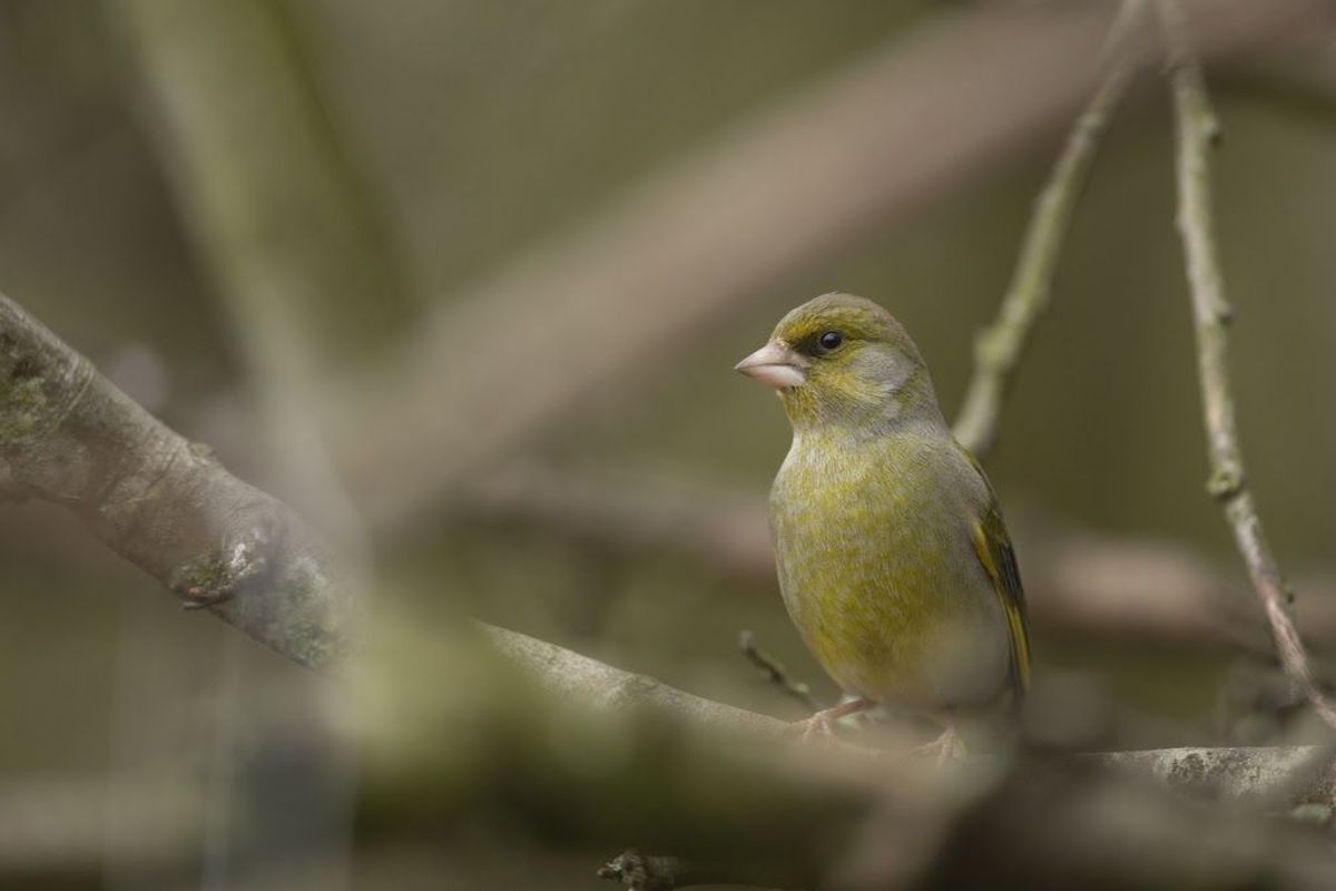 19/04/26 - The RSPB's Big Garden Birdwatch 2026 revealed greenfinch at number 18 on the list of most-seen birds in the survey. Greenfinches have seen a 67 per cent decline in average numbers recorded since Big Garden Birdwatch began in 1979. The cause of these losses is disease, especially a disease called trichomonosis, which spreads more easily when birds gather around feeders. As a result of these declines, greenfinches are now on the UK Red List Picture shows a healthy adult greenfinch, image by Ben Andrew