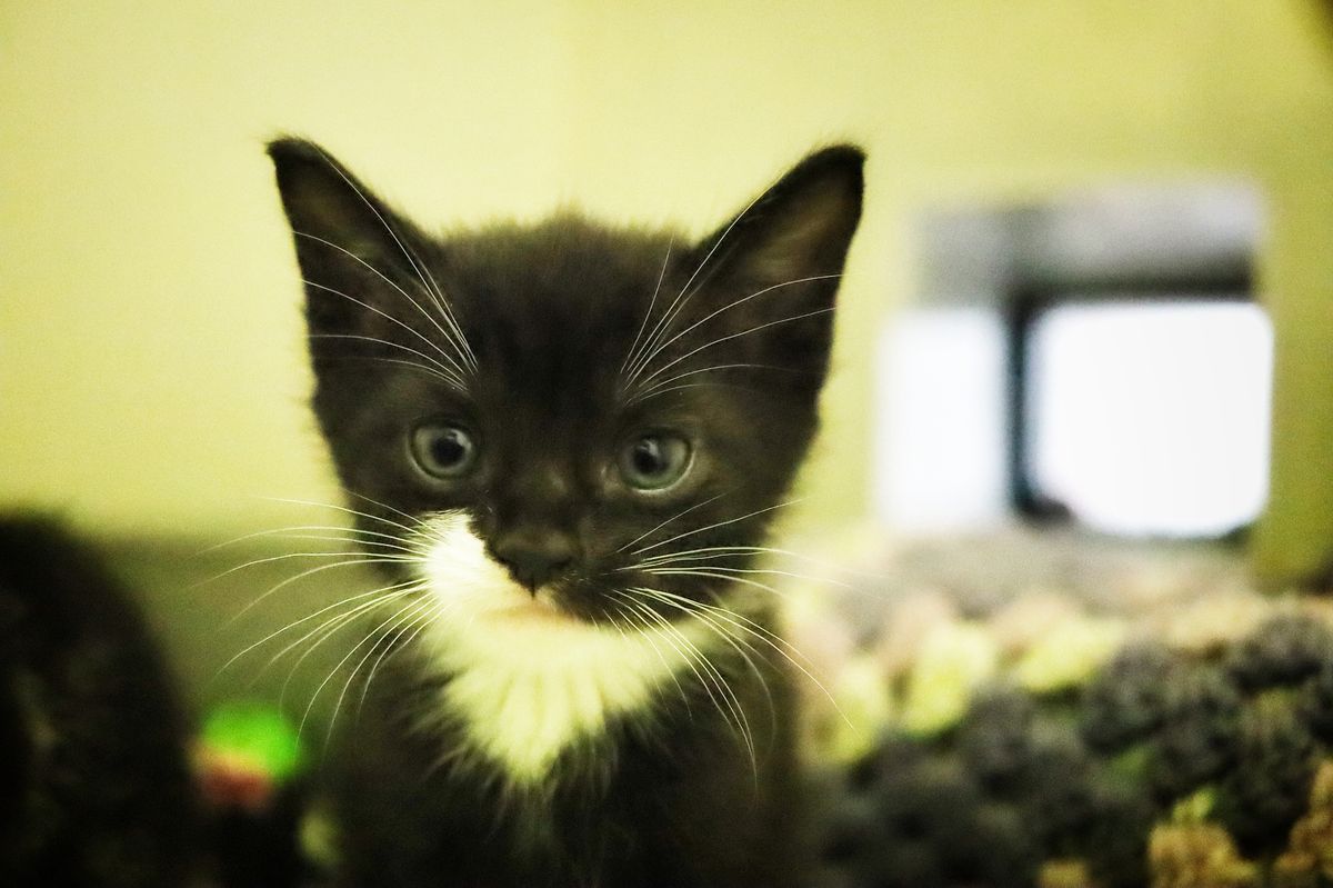 A new Hull Feral Cats Legacy Fund has been launched across Hull and the East Riding.