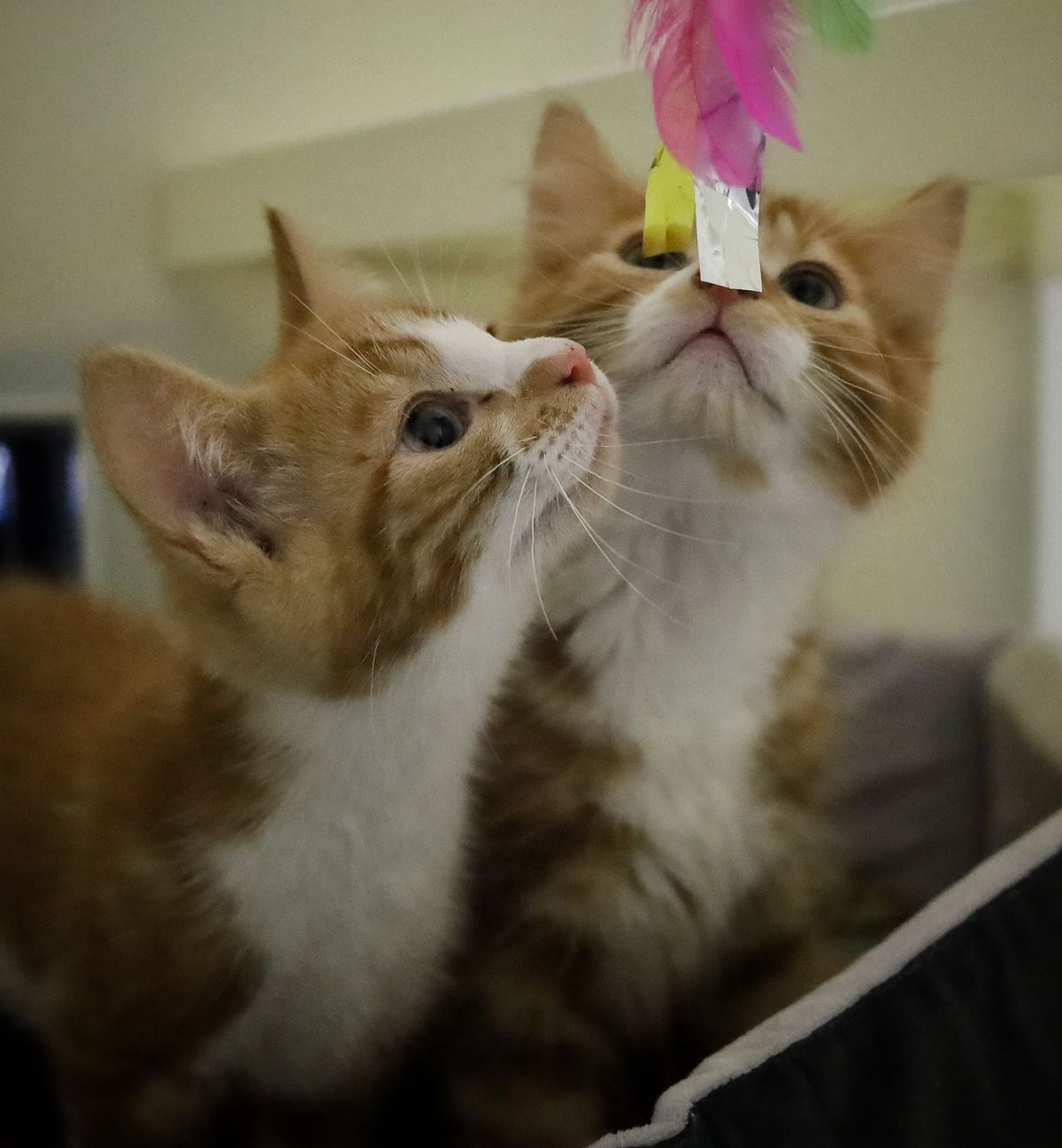 The £20,000 Hull Feral Cats Legacy Fund has been launched to support a range of feral cat activities.