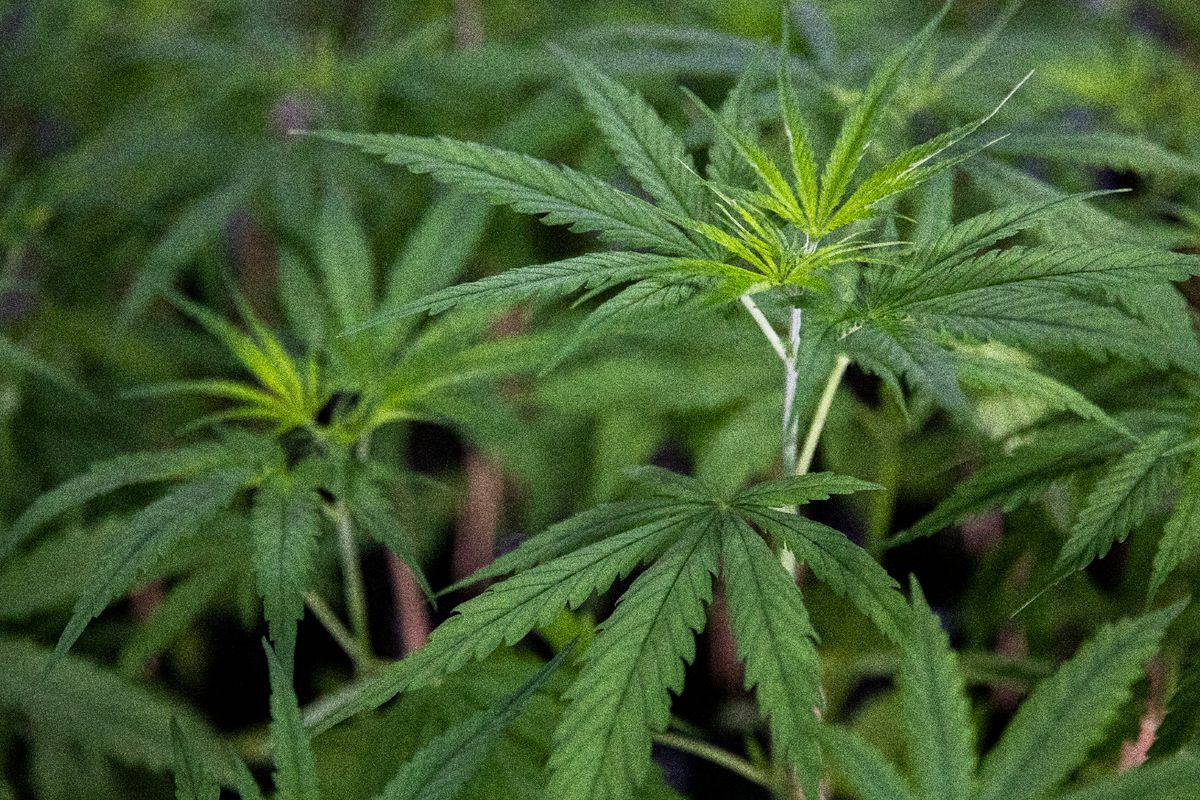 A generic, file image of cannabis plants for illustrative purposes 
