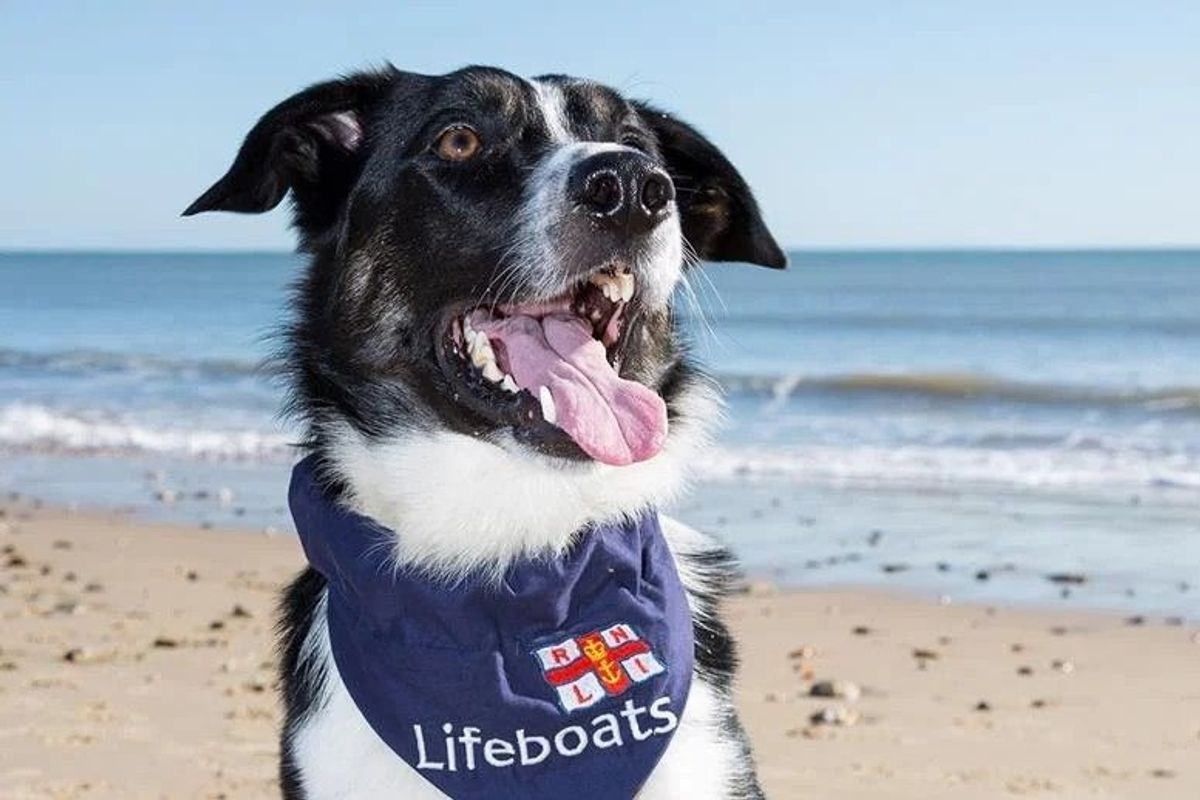 Toby showing his support for the RNLI and underlining the dog safety message
