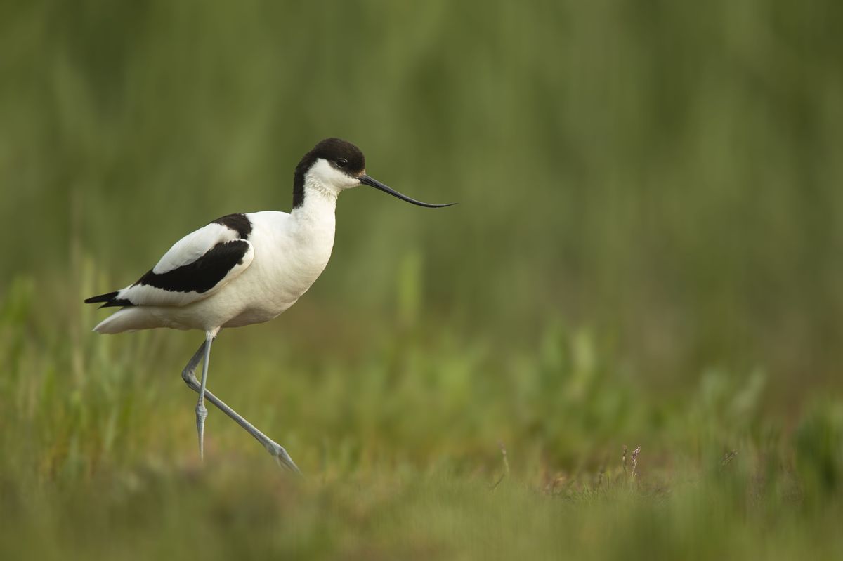 24/04/26 - RSPB has highlghted its reserves in Yorkshire where people can seen migrating birds returning this spring. Picture shows Avocet Recurvirostra avosetta, adult in wet grassland habitat, RSPB Frampton Marsh Nature Reserve, Lincolnshire, June