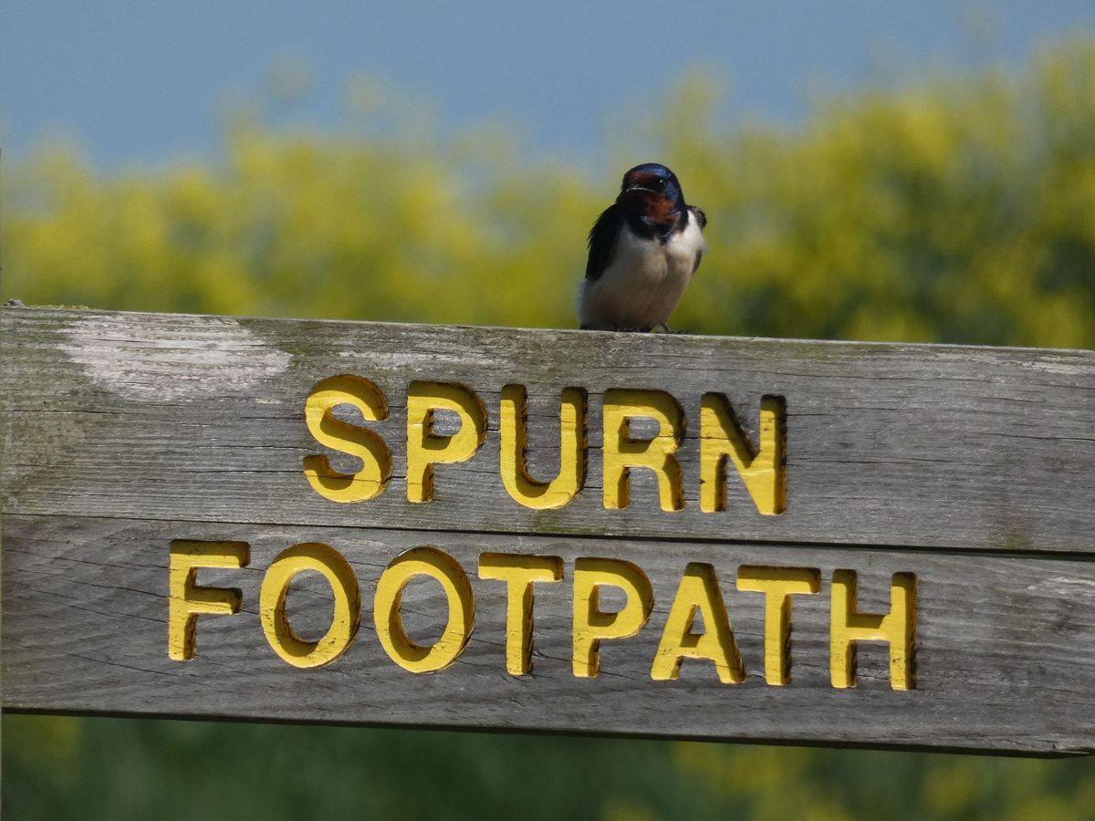 Swallow at Spurn