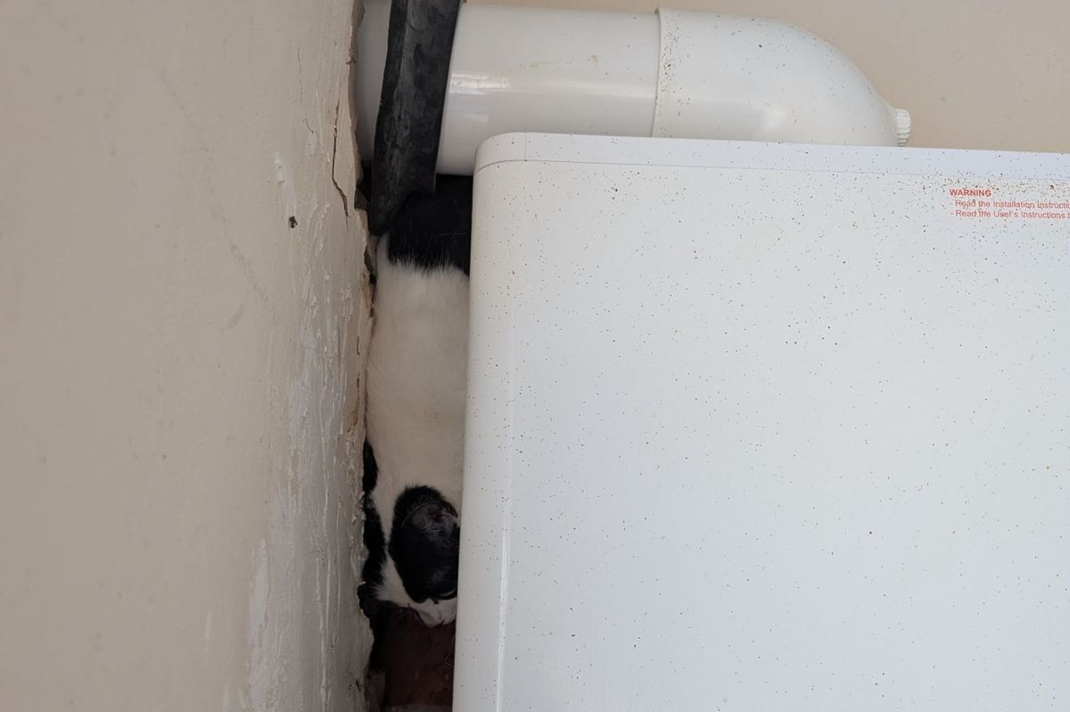 It is suspected poor Izzy might have been looking for food when she got stuck