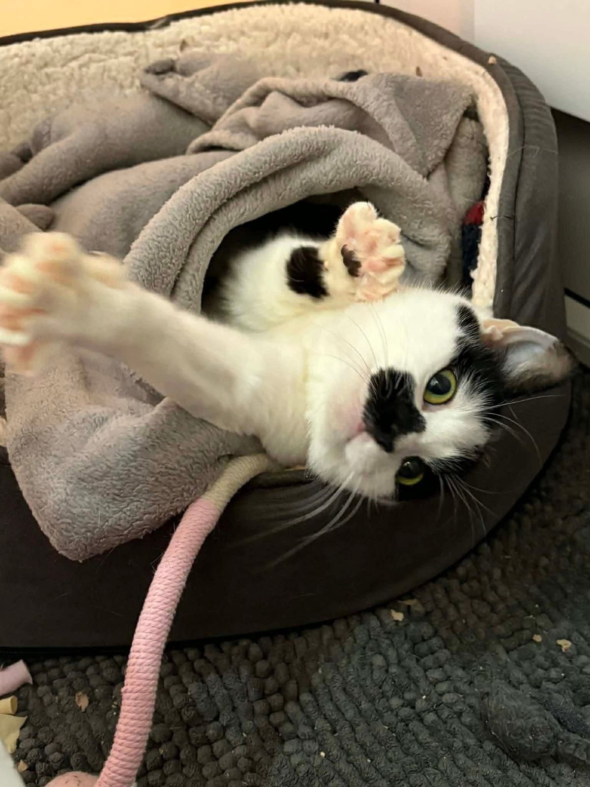 Nobody has applied to adopt young Izzy yet
