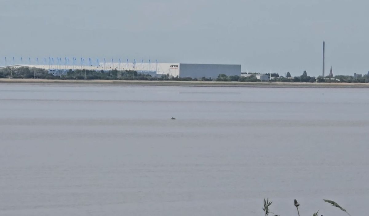 A porpoise was filmed swimming in the River Humber in footage captured from the south ban