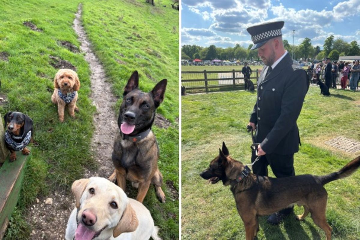 Left: Clockwise from right, good boy PD Riggs, PD Sunny, Betty and Honey. Right, PC Dan Silcock with PD Riggs