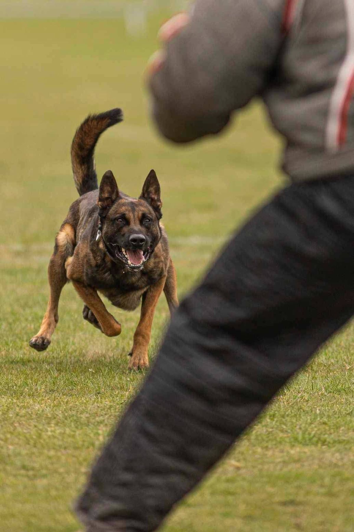 PD Riggs in action