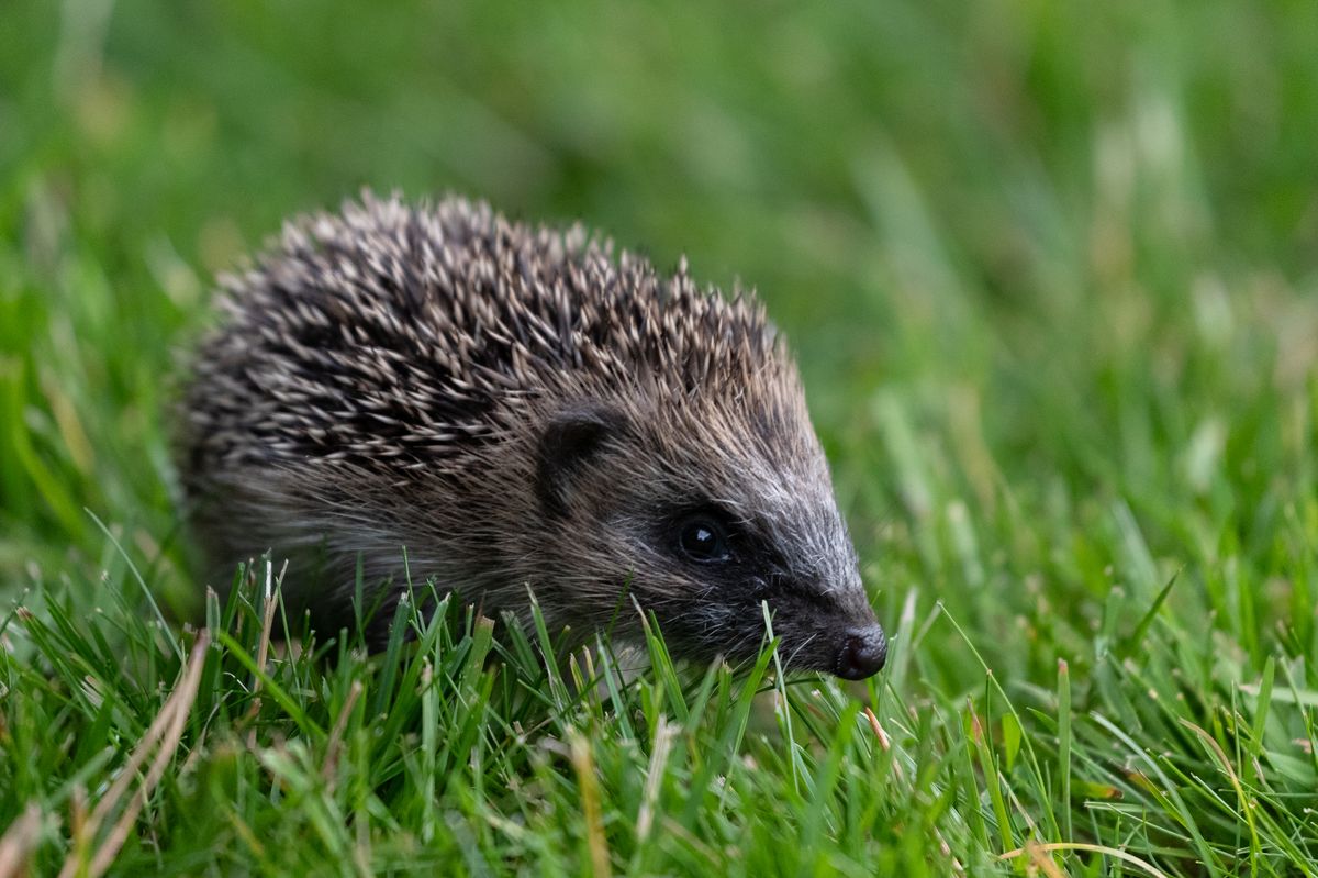 All residents are encouraged to record when they see a hedgehog in their garden or local area.