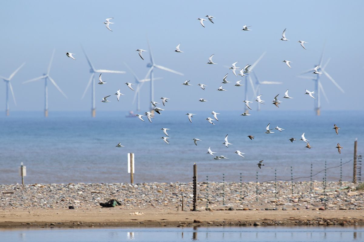 Little terns at Beacon Lagoon, Spurn Bird Observatory Trust