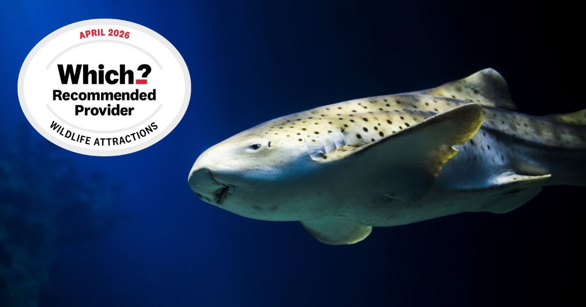 A zebra shark at The Deep, which has been awarded Which? Recommended Provider status 