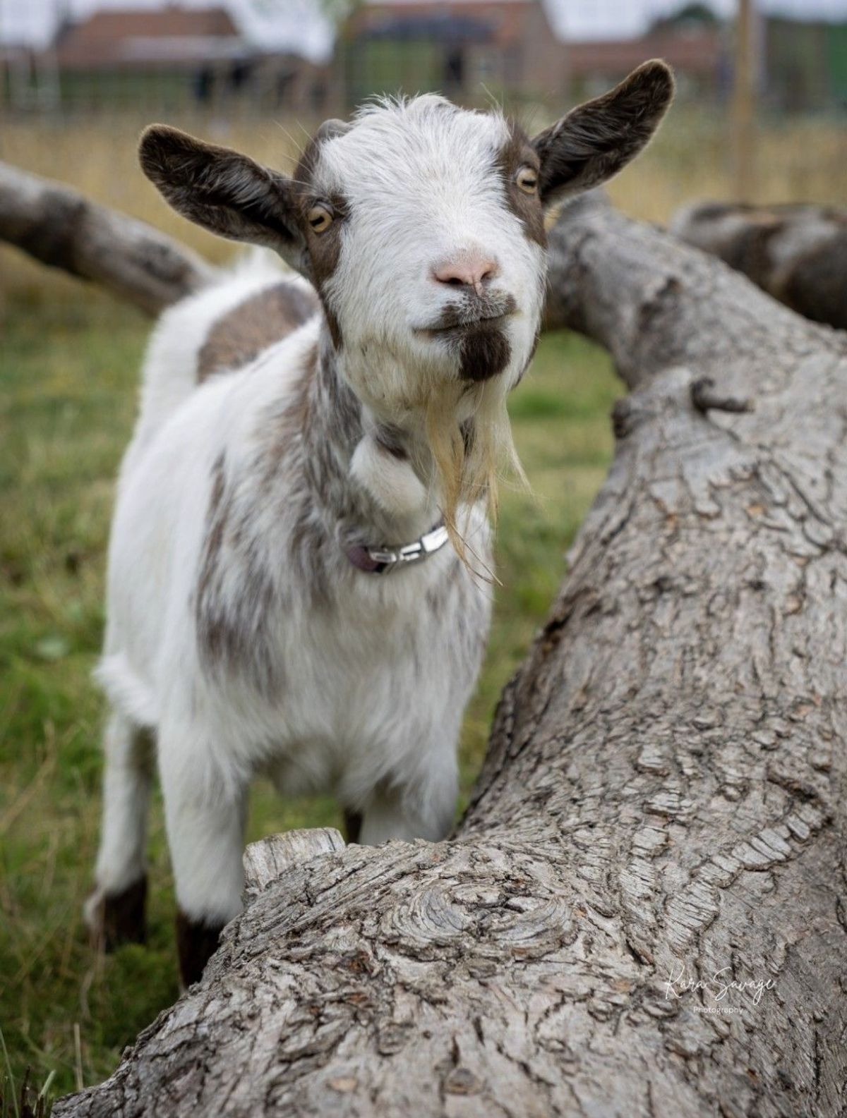 Plenty of friendly creatures to meet