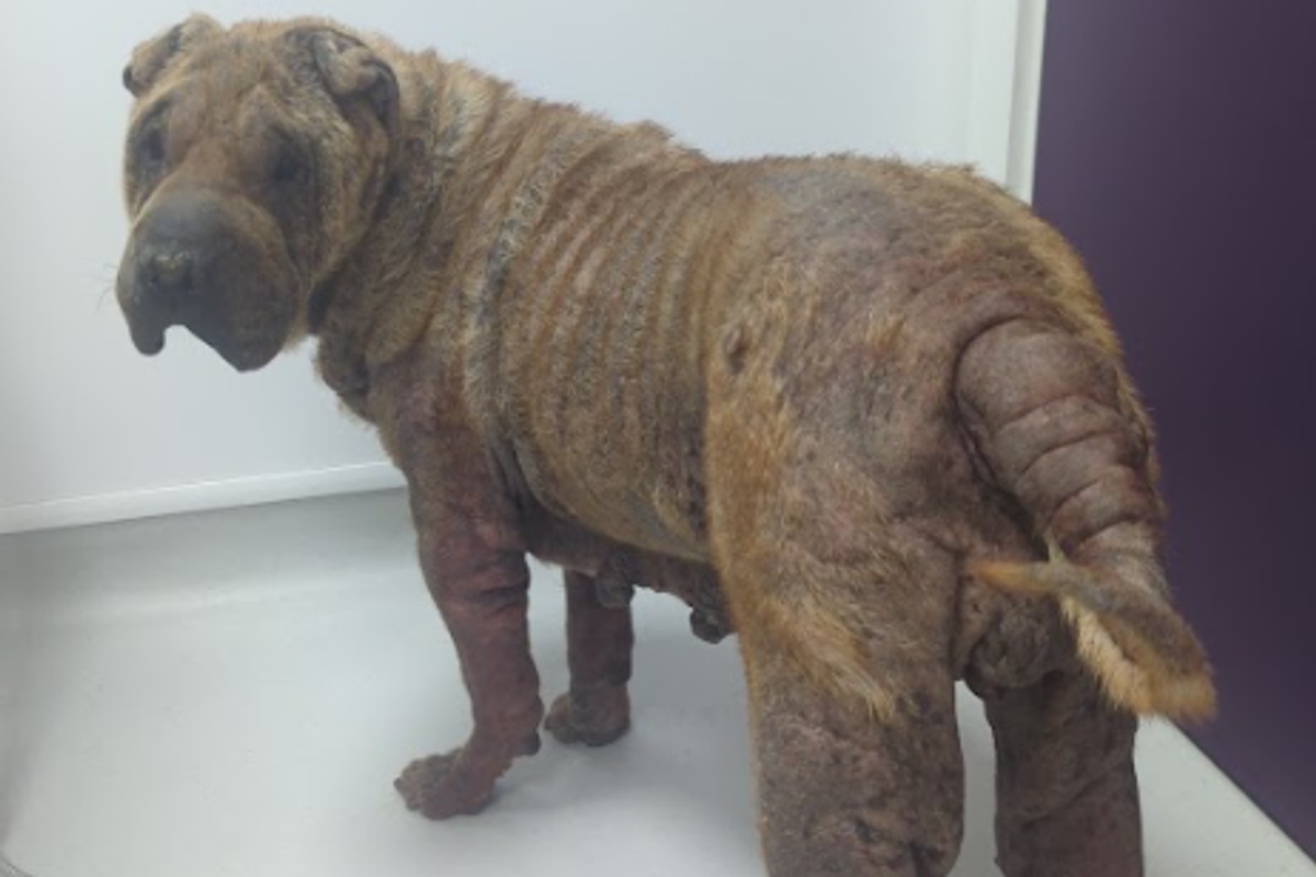Boo the shar pei looks a the camera after being found suffering from a severe skin condition and ear infection