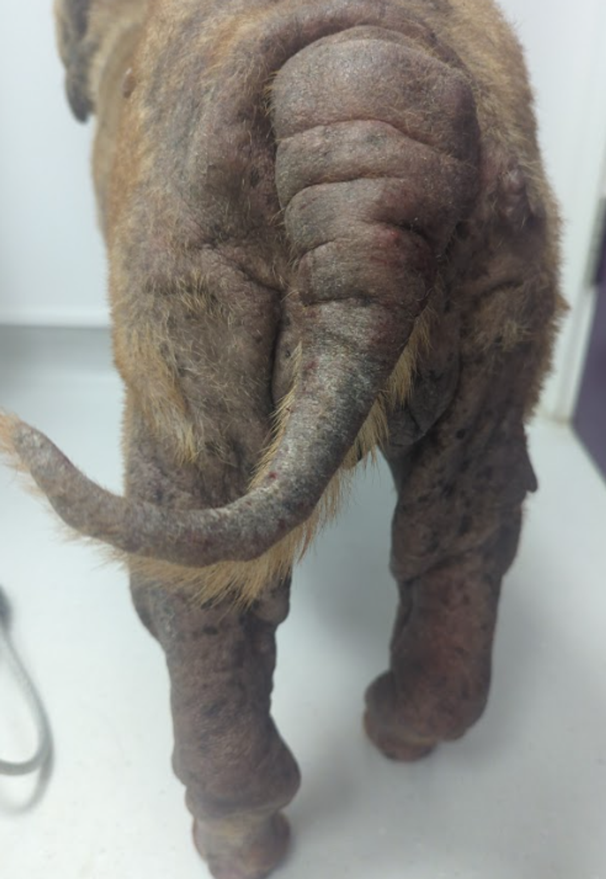 Close up of Boo the shar pei's tail, showing hair loss and abnormal skin growth