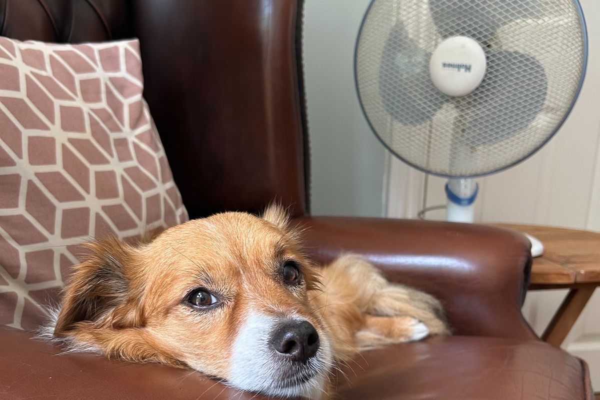 A dog lies on a leather armchair