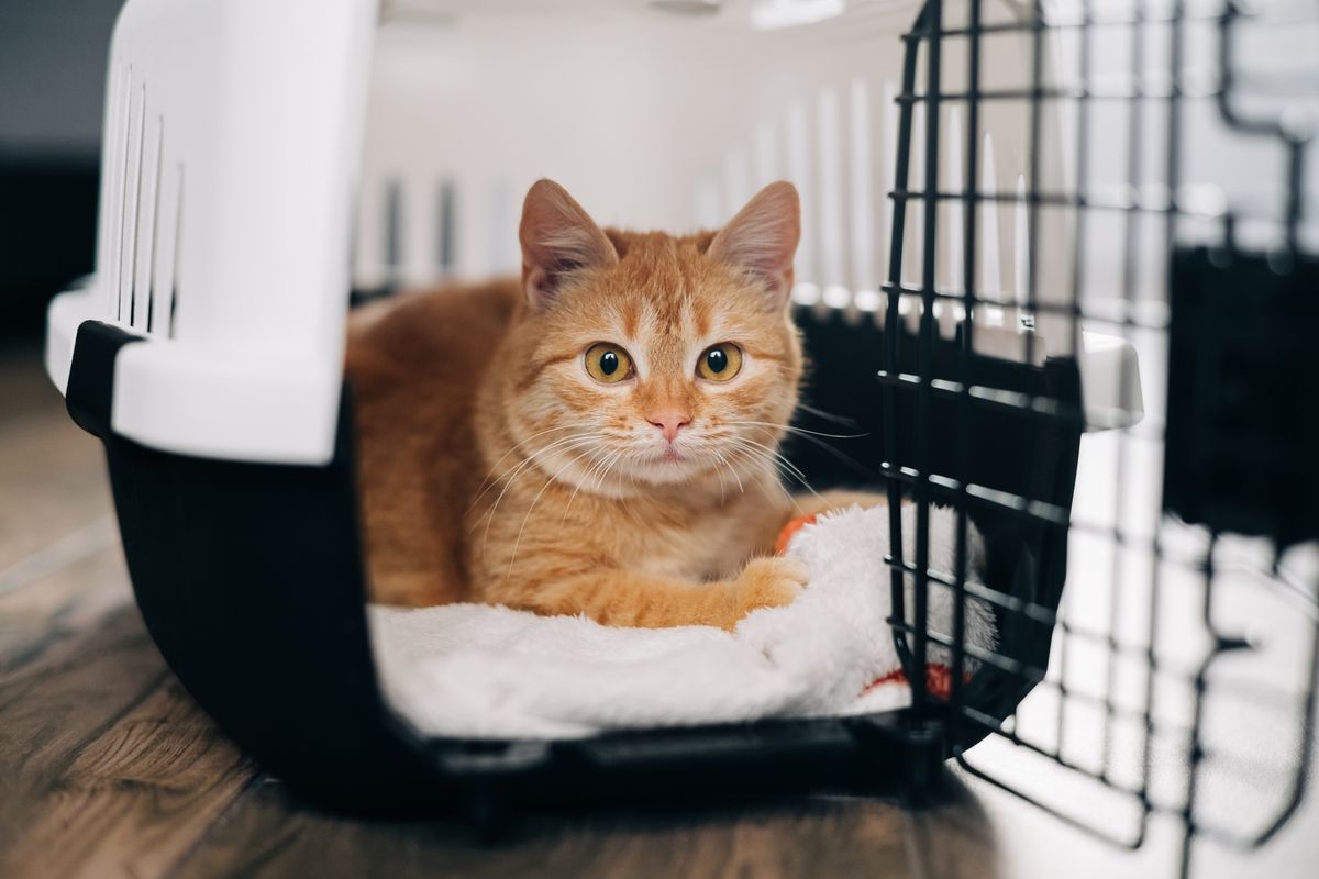 Foxy cat inside carrier box