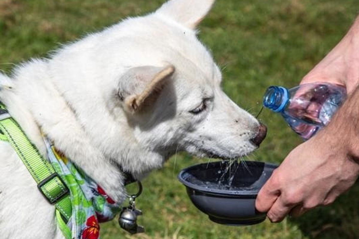 A dog drinks from a bowl in a heatwave as a human pours fresh water from a bottle