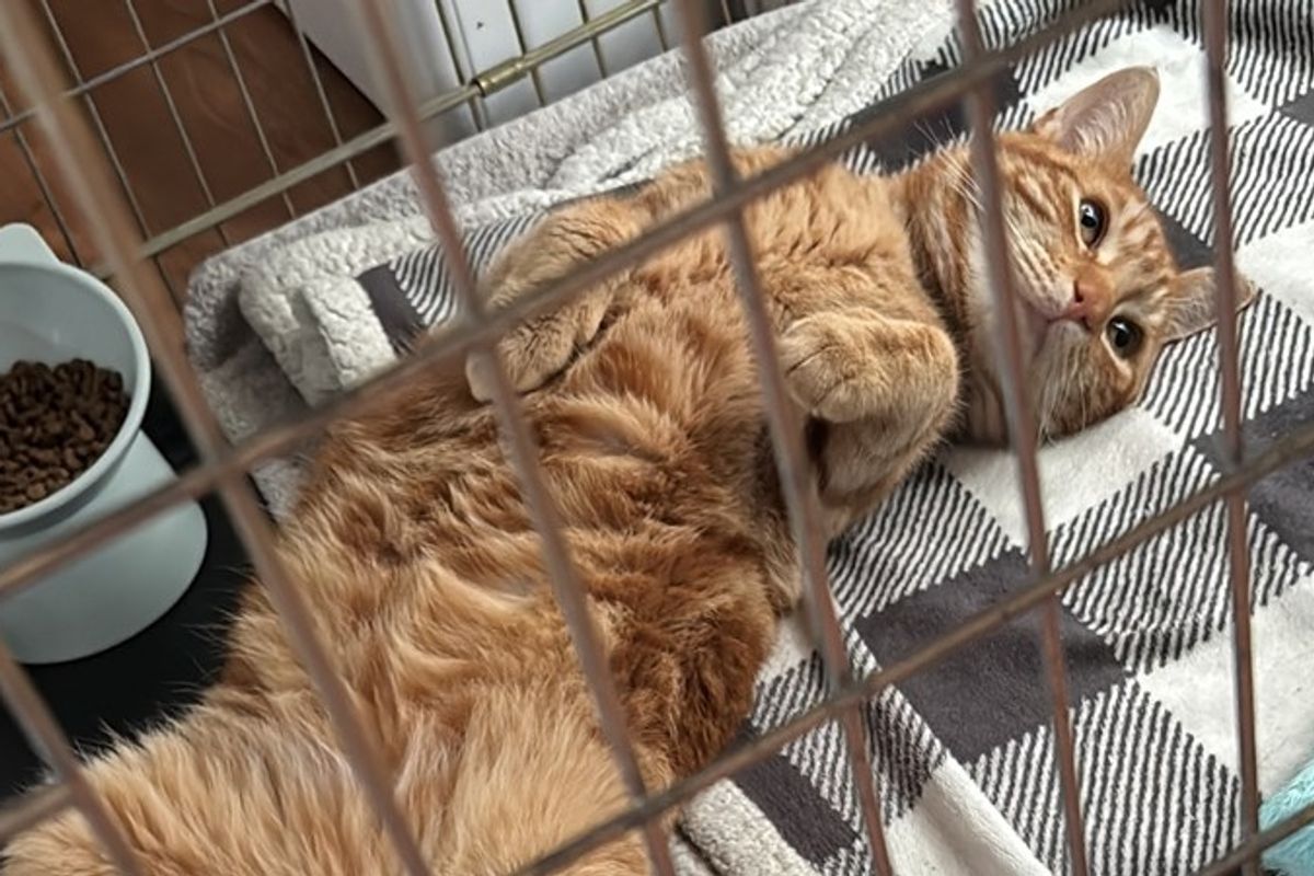 Mr Hamilton, otherwise known as Ham, who is now in the care of Harley's Angels Hull.