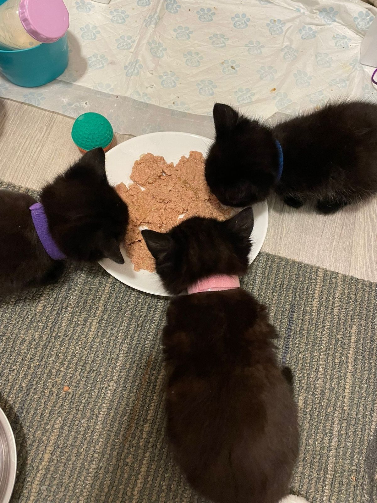 Harley's Angels has had a recent influx of kittens