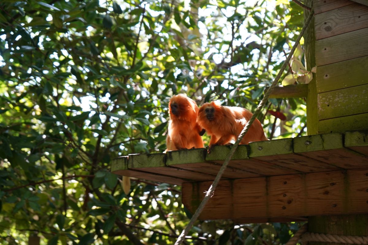 Leaf and Demonio at the Yorkshire Wildlife Park