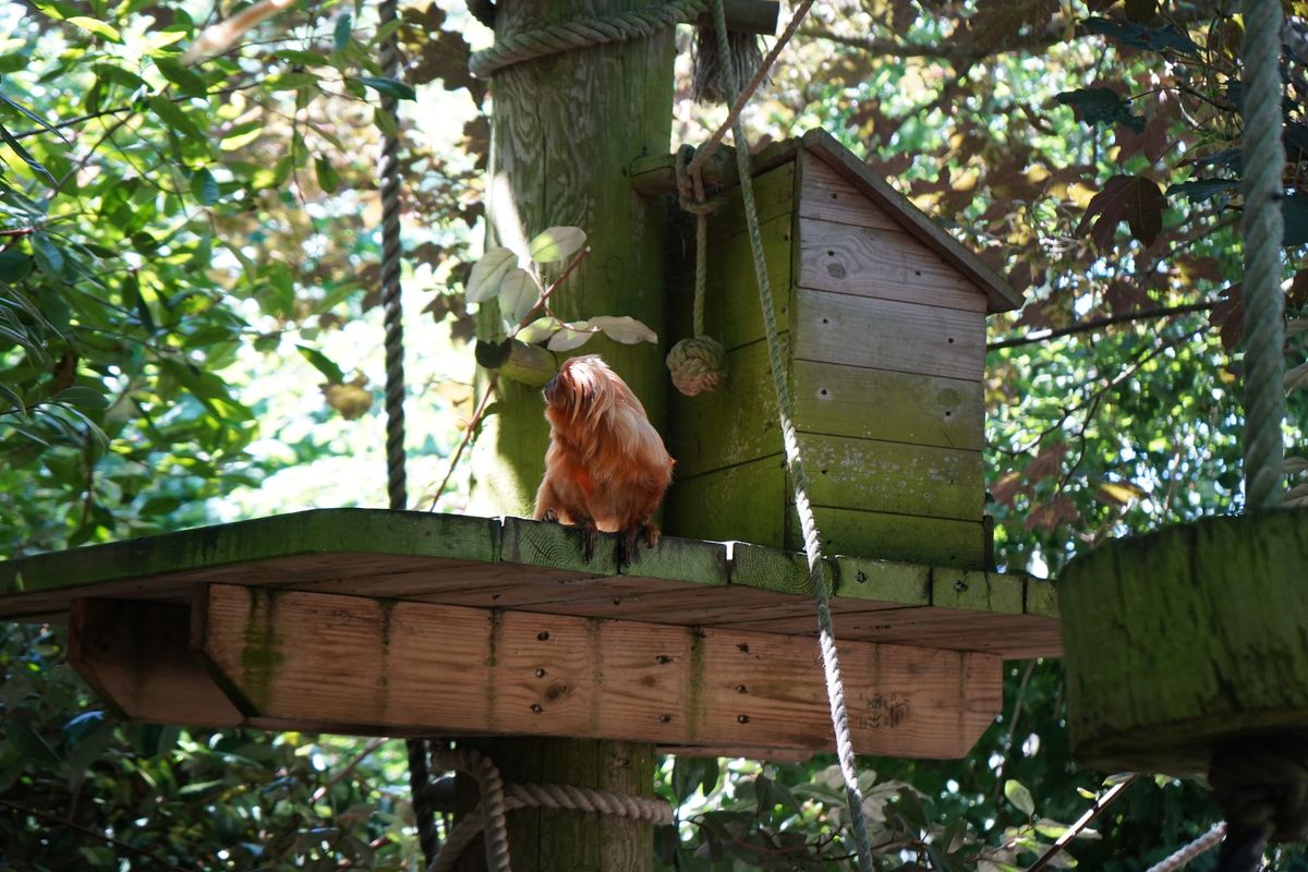 Leaf has arrived at the Yorkshire Wildlife Park where she's set to be a star attraction