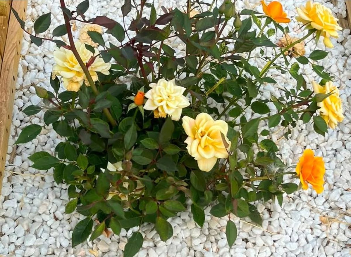 Cora's grave is in Northern Cemetery, Hull.