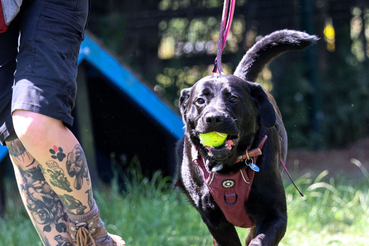 Polly with a favourite tennis ball