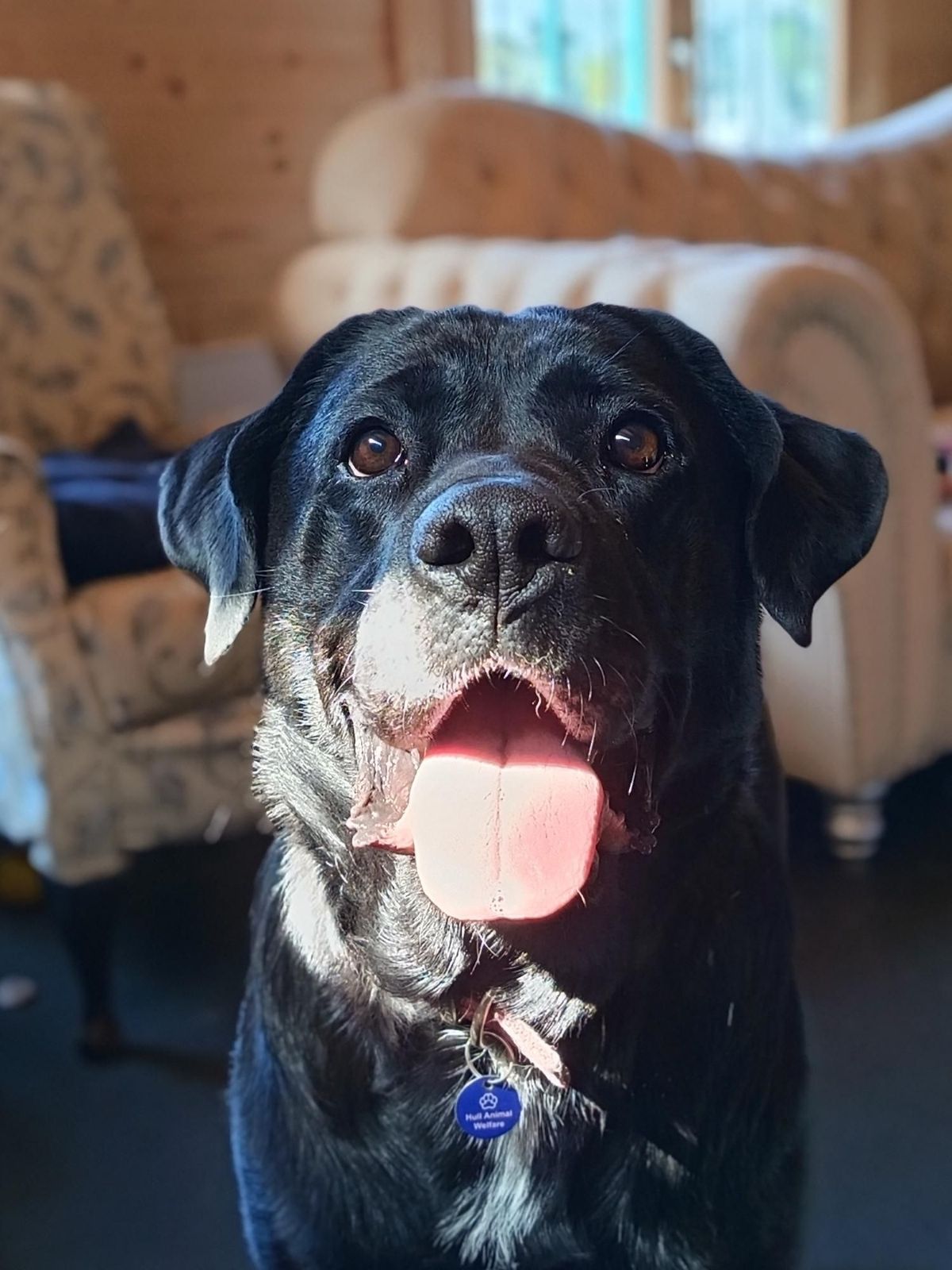 Polly is looking for a loving home with previous experience