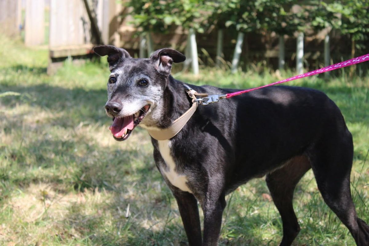 Flick, an abandoned 10-year-old greyhound, is looking for a foster home for her final days
