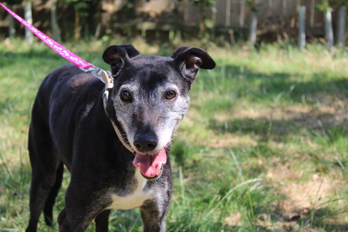 Flick, who was found abandoned with another dog, Frank, is deaf and partially blind