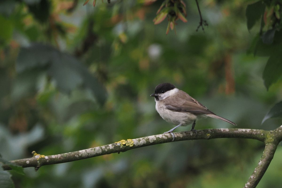 A marsh tit spotted in Kilnsea, East Yorkshire