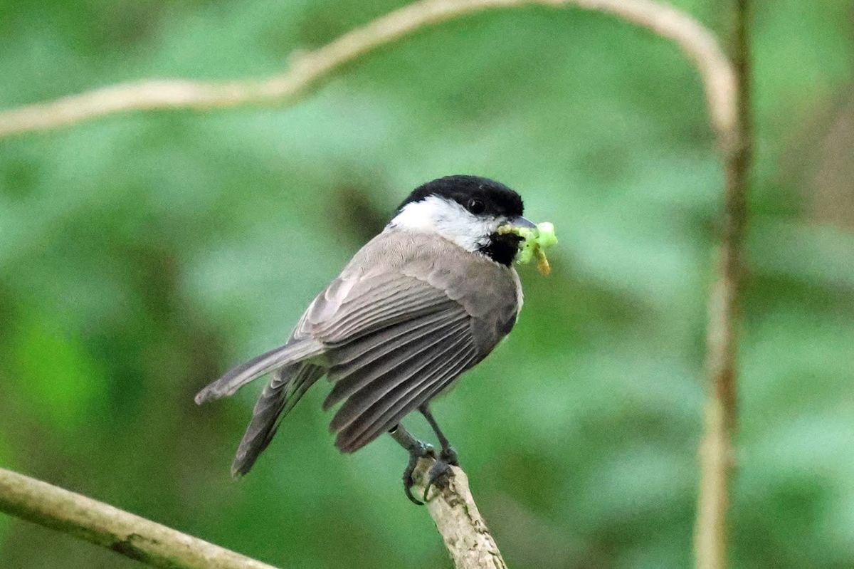 Marsh tit parent of the brood at Tophill Low